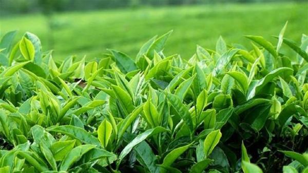 خرید تضمینی برگ سبز چای تا انتها مهر ماه