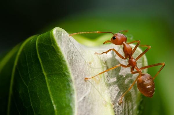 با این 12 حرکت جالب و عجیب مورچه ها آشنا شوید! ، قسمت دوم