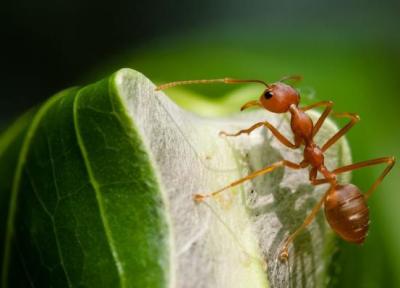 با این 12 حرکت جالب و عجیب مورچه ها آشنا شوید! ، قسمت دوم