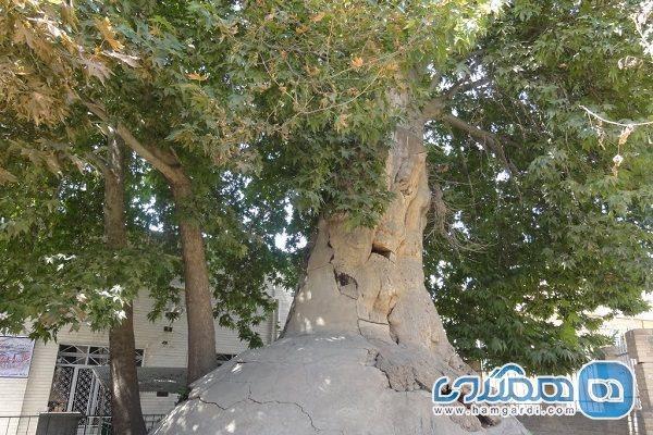 درخت چنار باغوار یکی از جاذبه های طبیعی استان همدان به شمار می رود