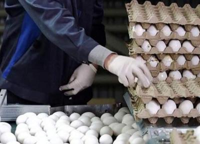 تخم مرغ مقرون به صرفه شد ، هر شانه تخم مرغ چند؟